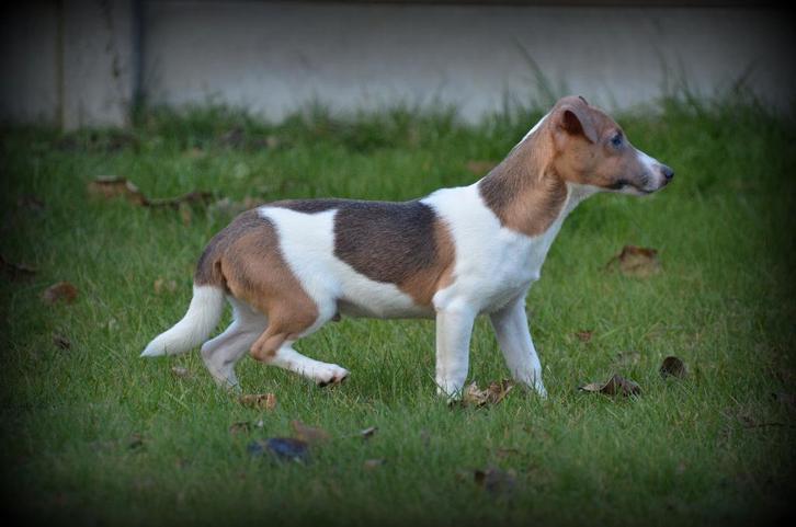 Chiots Jack Russell lilas, Animaux & Accessoires, Chiens | Jack Russell & Terriers, Chien (mâle), Jack Russel Terrier, Éleveur | Professionnel