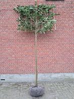 Leilaurier laurier leiboom Caucasica, Enlèvement, Espalier