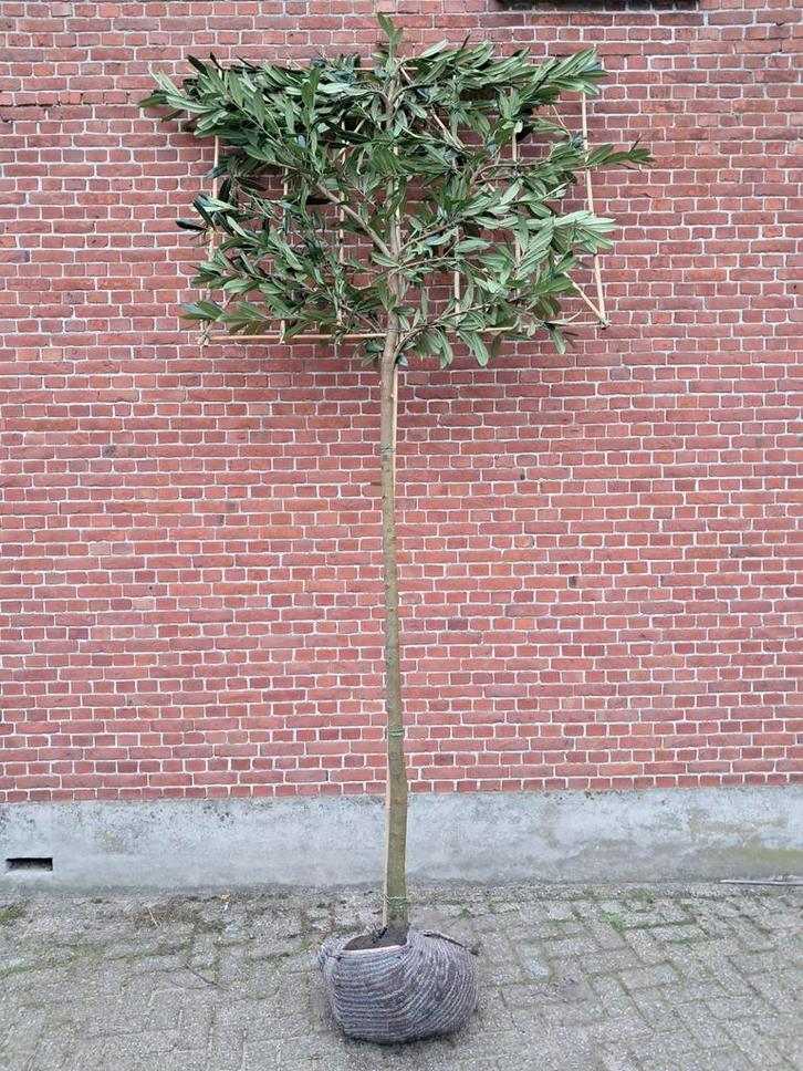 Leilaurier laurier leiboom Caucasica, Tuin en Terras, Planten | Bomen, Leiboom, Ophalen