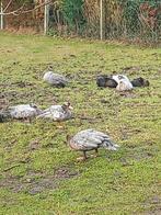 Barberie eenden, Dieren en Toebehoren