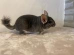 Chinchilla bokje (violet), Dieren en Toebehoren, Mannelijk, Chinchilla, Tam