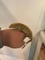 Wimpergekko 1.0, Dieren en Toebehoren, Reptielen en Amfibieën, Overige soorten, Tam, 3 tot 6 jaar