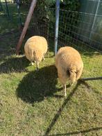 Agneaux croiser texel, Dieren en Toebehoren