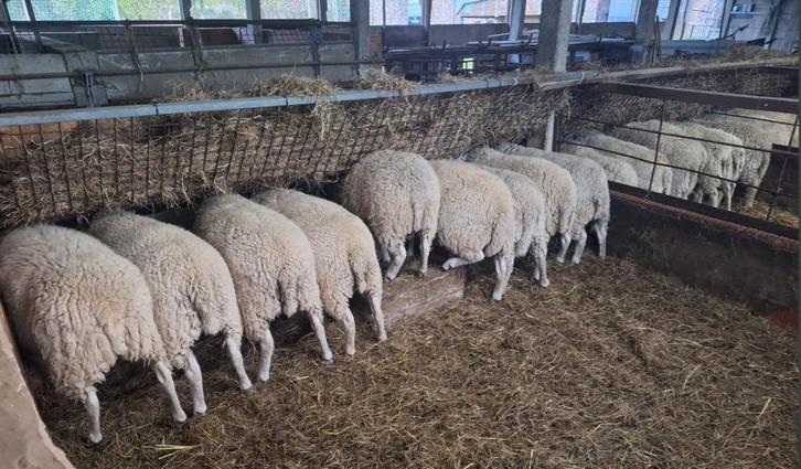 ooilammeren te koop, Dieren en Toebehoren, Schapen, Geiten en Varkens, Schaap, Vrouwelijk, 0 tot 2 jaar
