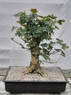 Bonsai starter acer campestre, Tuin en Terras, Planten | Bomen, Ophalen, In pot