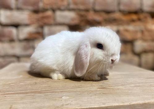 Minilop rammelaar (transport mogelijk), Dieren en Toebehoren, Konijnen, Dwerg, Mannelijk, 0 tot 2 jaar, Hangoor