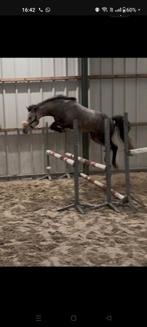 Poney 2021, Vermifugé, Hongre, Poney de récréation, Poney D (1.37 m à 1.48m)