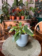 Philodendron White princess, Huis en Inrichting, Kamerplanten, Ophalen, Overige soorten