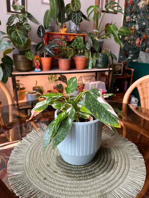Philodendron White princess, Huis en Inrichting, Kamerplanten, Overige soorten, Ophalen