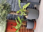 5 bananenplanten + potten, Ophalen of Verzenden