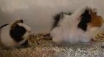 Gratis, Dieren en Toebehoren, Knaagdieren, April, Cavia, Tam