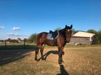 4 jarige allround ruin son de niro x nixon van het meulenhof, Dieren en Toebehoren, Ruin, Zadelmak, Gechipt, 3 tot 6 jaar
