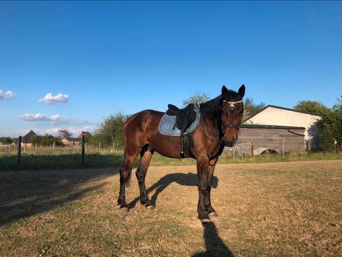 4 jarige allround ruin son de niro x nixon van het meulenhof, Dieren en Toebehoren, Pony's, Ruin, Zadelmak, 3 tot 6 jaar, Met stamboom
