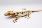 Wimpergekko HOUTEN, Dieren en Toebehoren, Hagedis, Tam, 0 tot 2 jaar