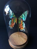 Véritable Papillon Exotique Urania Ripheus sous cloche verre, Collections, Collections Animaux, Insecte, Animal empaillé, Enlèvement ou Envoi