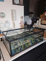 Schildpadden bak zwart, Dieren en Toebehoren, Ophalen