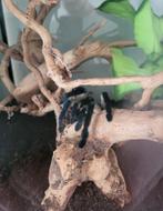 Monocentropus balfouri adult 0.1 met ingericht terrarium, Dieren en Toebehoren, Overige soorten, Met terrarium, 3 tot 6 jaar