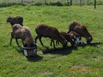 Kleine kudde kameroen schapen