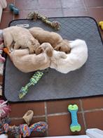 chihuahua pups, Dieren en Toebehoren, Honden | Chihuahua's en Gezelschapshonden, België, Fokker | Hobbymatig, Reu, 8 tot 15 weken