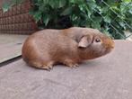 Cavia's beschikbaar, Dieren en Toebehoren, Knaagdieren, Cavia