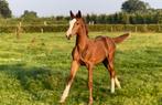 Jaarling Merrie (Don’t touch de Tiji), Dieren en Toebehoren, Paarden, Merrie