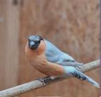 Couple bouvreuil rouge double pastel porteur brun pastel, Mâle, Oiseau chanteur sauvage, Bagué