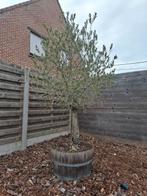 olijfbomen, Tuin en Terras, Ophalen