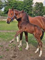 Chique hengstenveulen zoekt toegewijde eigenaar, Dieren en Toebehoren, Springpaard, Gechipt, Niet van toepassing, 0 tot 2 jaar