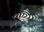 L333 hypancistrus, Dieren en Toebehoren, Vissen | Aquariumvissen