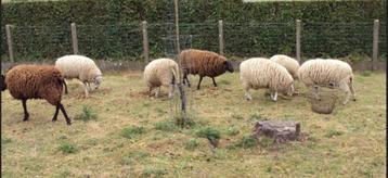 Schapen : rammen