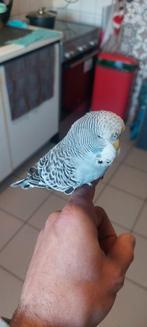 English grasparkit tam super life, Domestique