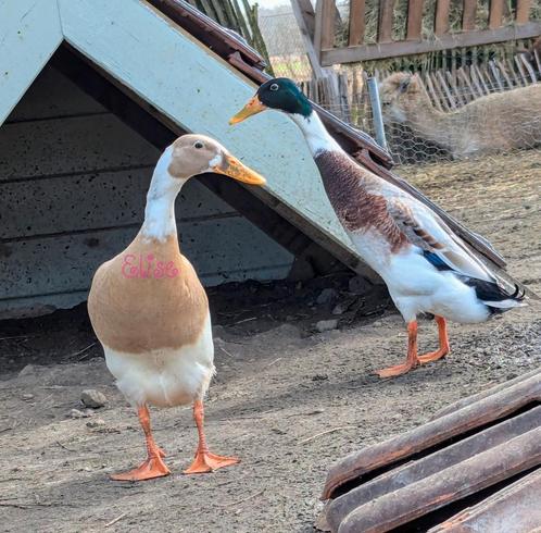 Broedeieren loopeend indische loopeenden, Dieren en Toebehoren, Pluimvee, Eend