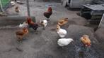 Broedeieren Araucana bolstaart met oor toefen kippen te koop, Dieren en Toebehoren, Pluimvee