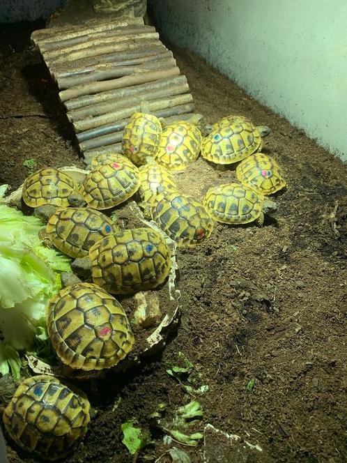 Griekse landschildpadden, Dieren en Toebehoren, Reptielen en Amfibieën, Schildpad