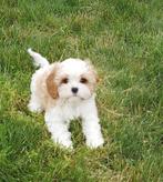 2 prachtige pups teefjes cavalier king charles mix, België, Fokker | Hobbymatig, CDV (hondenziekte), 8 tot 15 weken