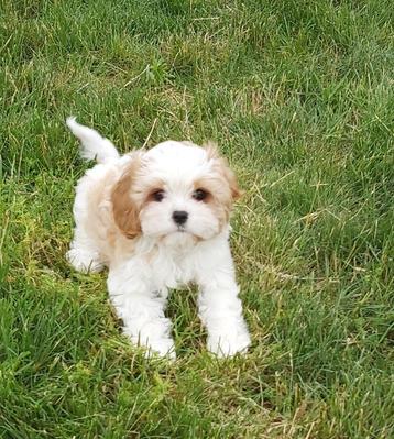 2 prachtige pups teefjes cavalier king charles mix beschikbaar voor biedingen
