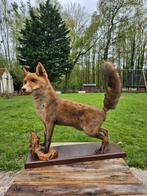 Taxidermie - opgezette vos., Verzamelen, Ophalen of Verzenden, Zo goed als nieuw