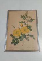 Rozenkaders Redouté!, Enlèvement