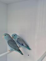 forpus coelestis, Dieren en Toebehoren, Vogels | Parkieten en Papegaaien, Meerdere dieren