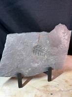 Fossiele varen op leisteen – Callipterium pteridium, Verzamelen, Mineralen en Fossielen, Ophalen of Verzenden, Fossiel