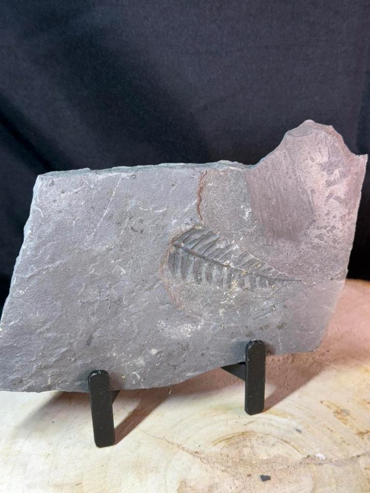 Fossiele varen op leisteen – Callipterium pteridium, Verzamelen, Mineralen en Fossielen, Fossiel, Ophalen of Verzenden