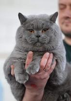 British Korthaar kittens met stamboom, Animaux & Accessoires, Chats & Chatons | Chats de race | Poil ras, Vermifugé, Plusieurs animaux