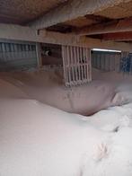 Sciure pour litière, Articles professionnels, Enlèvement