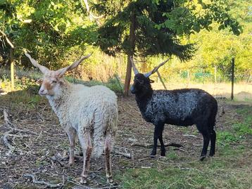Racka schapen Mannelijke dieren  beschikbaar voor biedingen