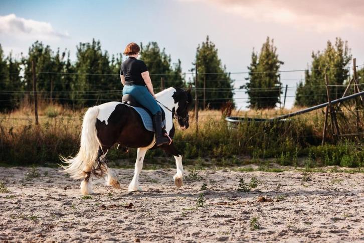 Gezocht verzorger halve stal, Dieren en Toebehoren, Paarden