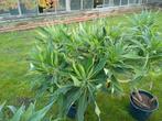 echium candicans of fastiosum de pracht van Madeira, Tuin en Terras, Planten | Tuinplanten, Ophalen