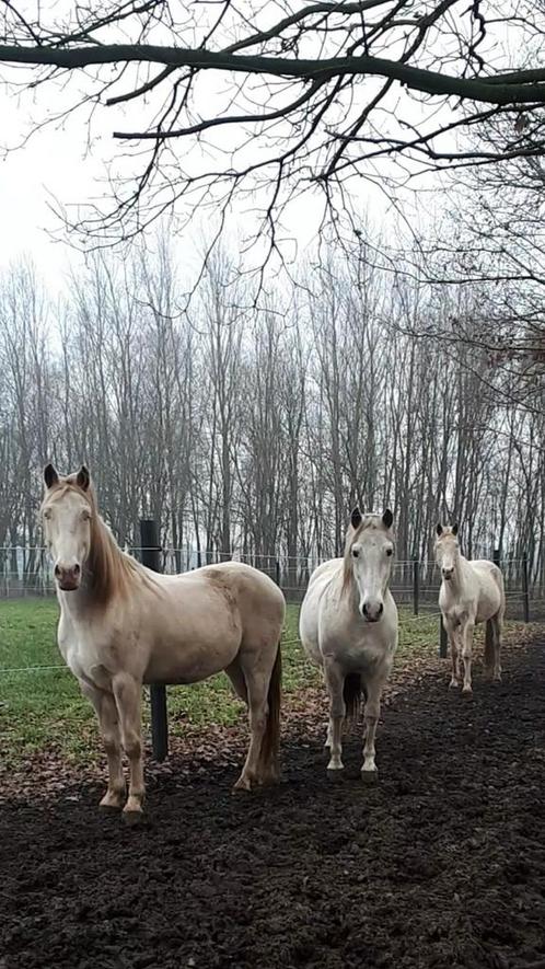 Leuke kudde, Dieren en Toebehoren, Paarden, Ruin, Zadelmak, Recreatiepaard