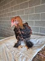 Brahma haan, Dieren en Toebehoren, Mannelijk, Kip