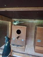 Kakariki's, Meerdere dieren, Parkiet, Geringd