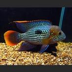 Andinoacara rivulatus – Green Terror, Vis, Zoetwatervis